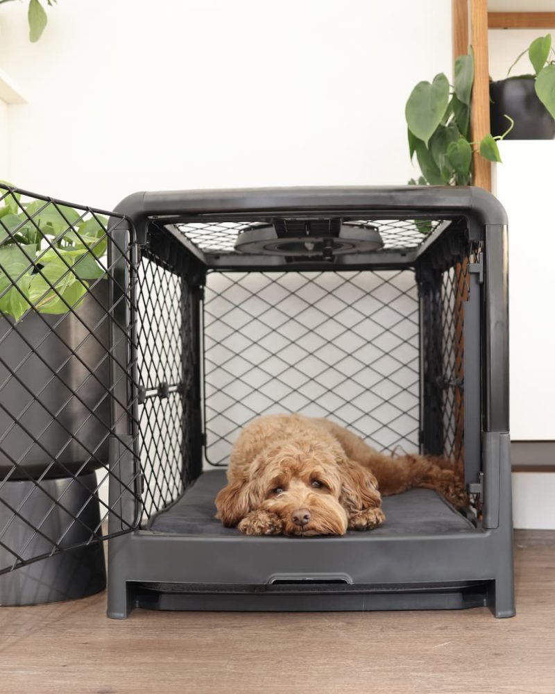 Diggs Revol Dog Crate Review Great Pet Care