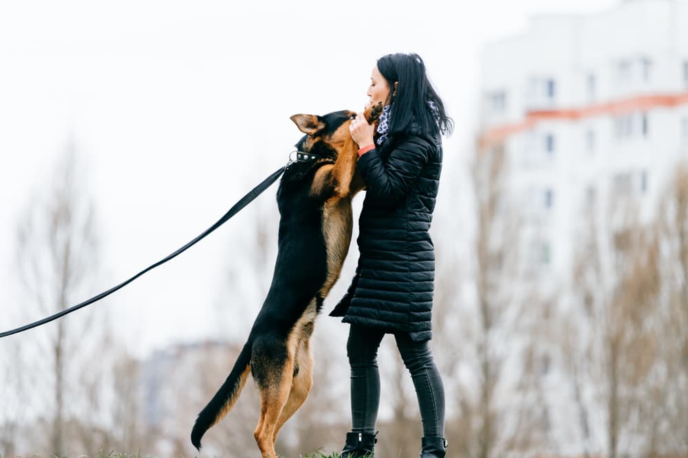 Dog jumping up on owner outside saying hello