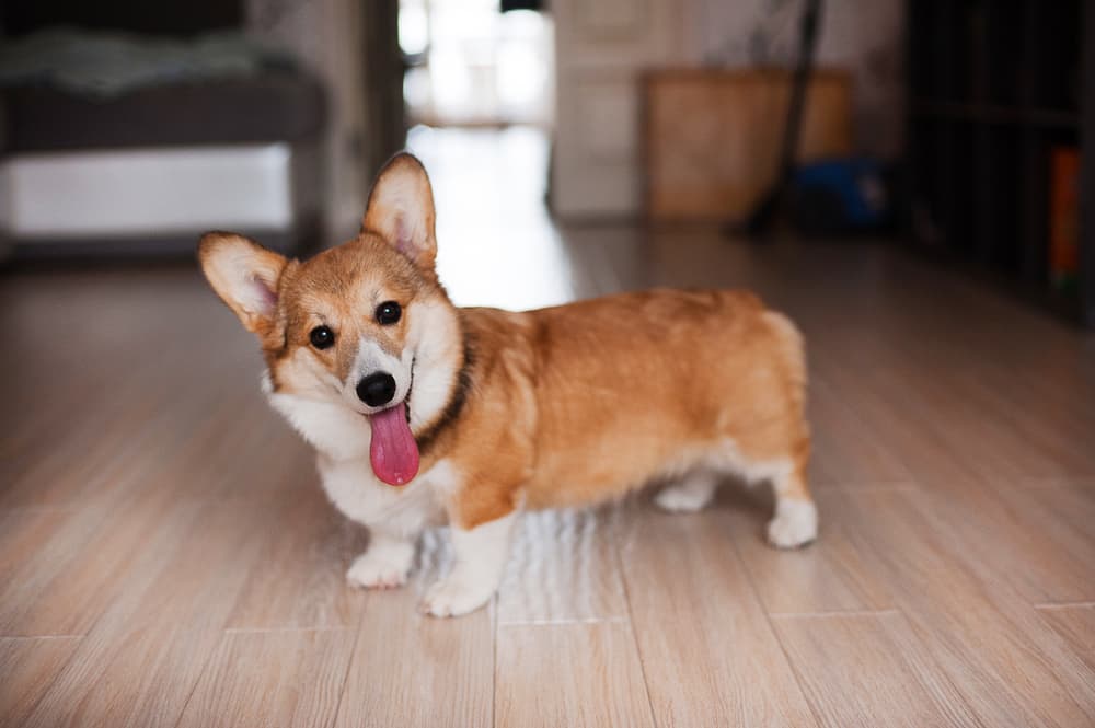 Welsh Corgi sitting in ouse with head tilted looking at owner