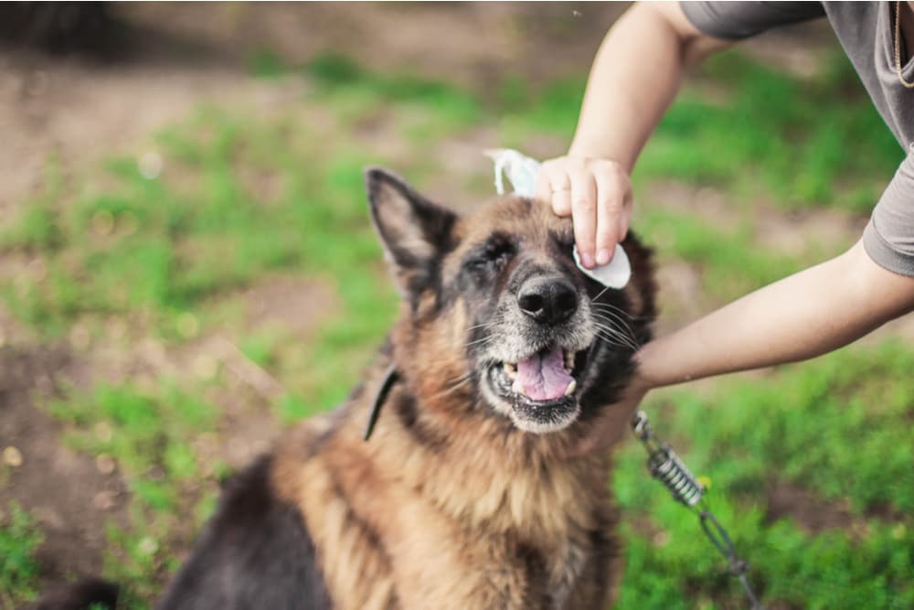 Wiping dog eyes on a walk