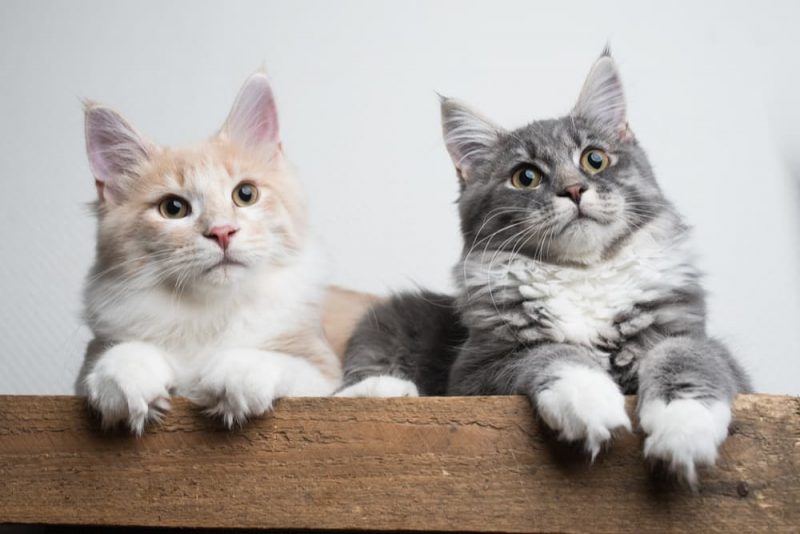 Cat Spraying Why It Happens and How to Stop It Great Pet Care