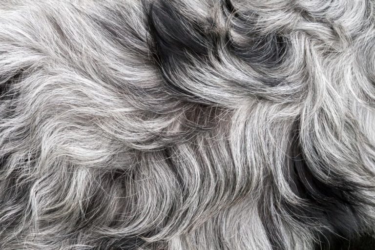 Folliculitis in Dogs | Great Pet Care