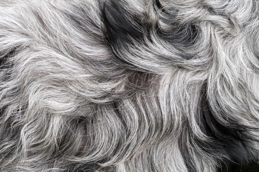 Close up of dog fur