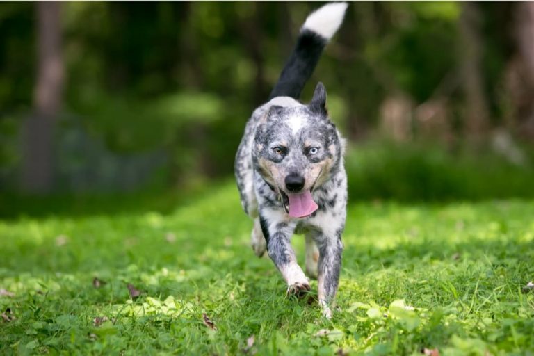 Dog racing around outdoors