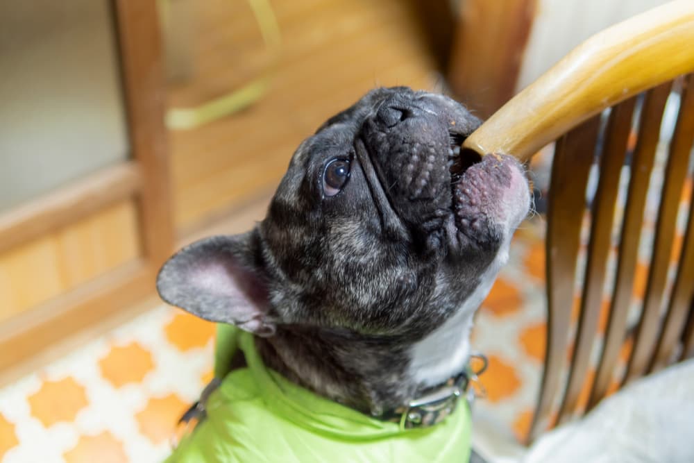 Dog chewing on chair leg