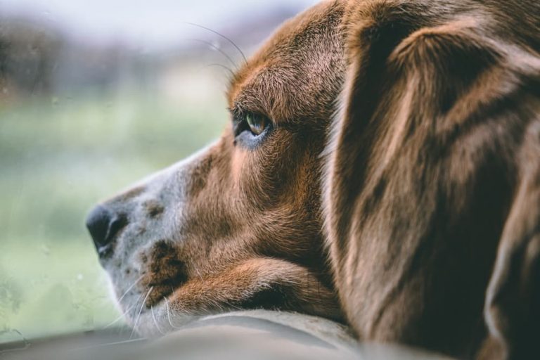 Folliculitis in Dogs | Great Pet Care