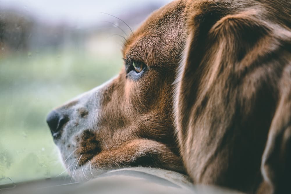 Dog looking out the window looking sad