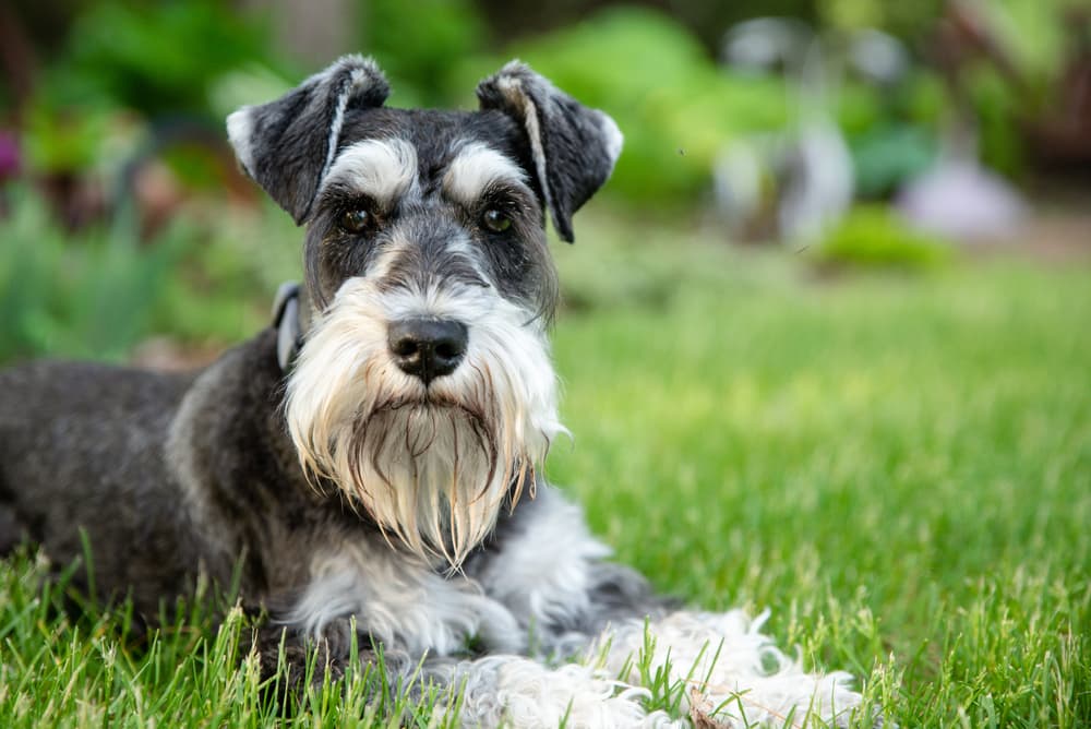 salt and pepper miniature schnauzer laying on green grass