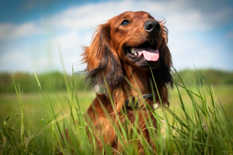 Dog Nip What to Know About Anise for Dogs Great Pet Care