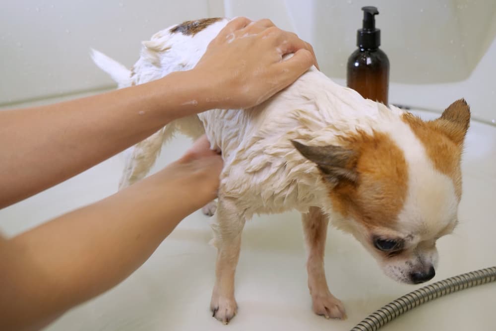 Dog being washed with a medicated shampoo