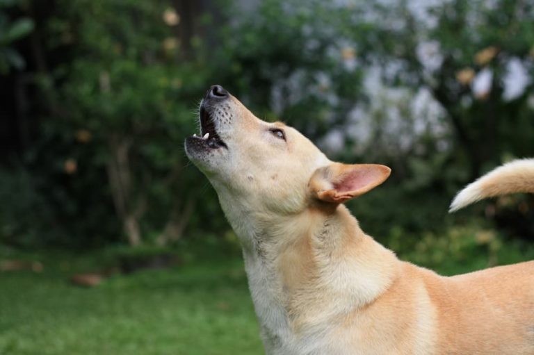 Dog howling making a strange sound