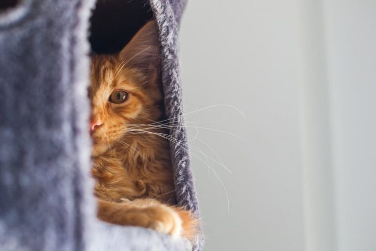 Cat Spraying Why It Happens and How to Stop It Great Pet Care