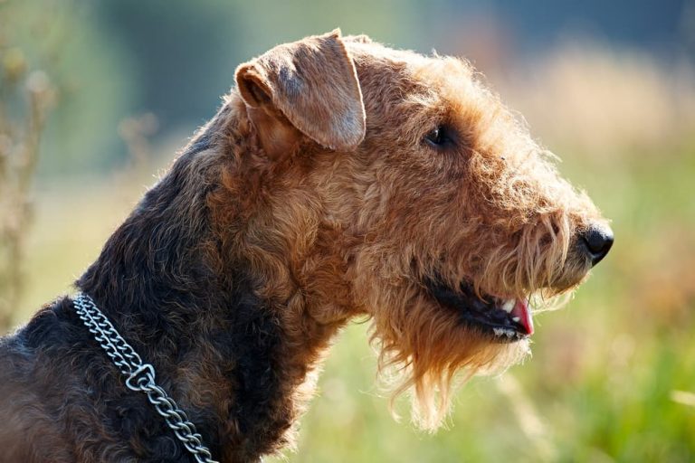 10 Dog Breeds With Beautiful Beards Great Pet Care