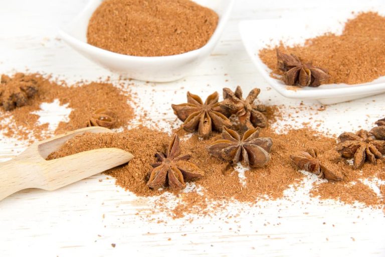 Dog Nip What to Know About Anise for Dogs Great Pet Care