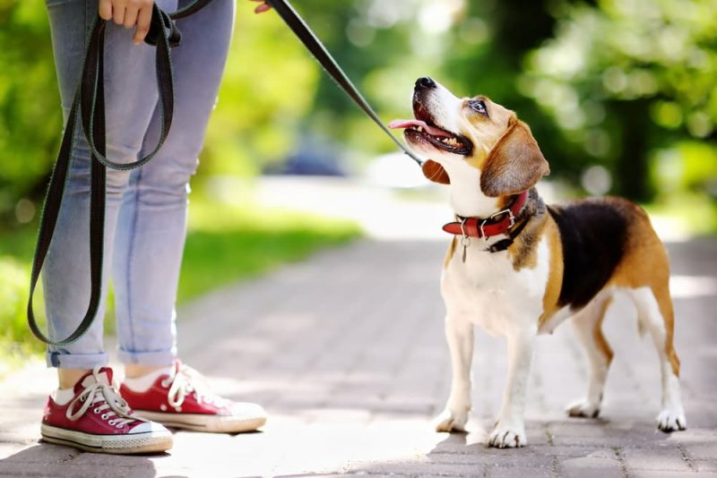 6 Ways to Stay Safe While Walking Your Dog