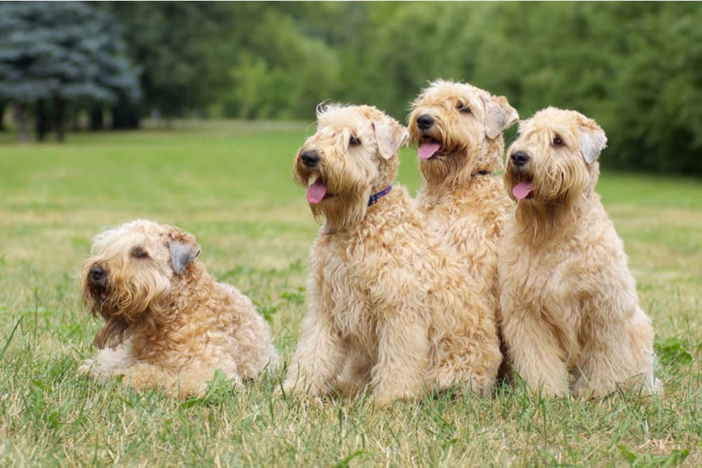 soft coated wheaten terriers -summer group portrait