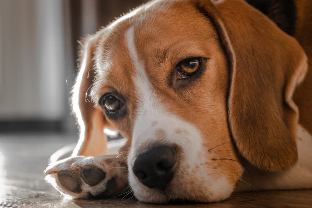 Dog feeling lethargic at home laying on the ground