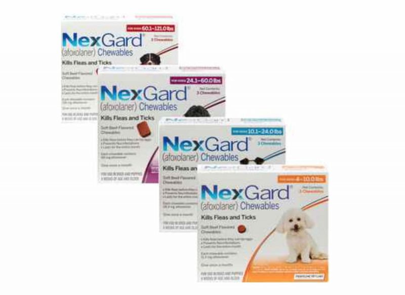 Best Flea Medicine for Dogs VetApproved Options Great Pet Care
