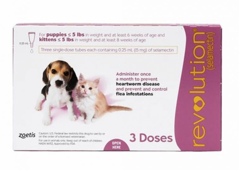 Best Flea Medicine for Dogs: Vet-Approved Options | Great Pet Care