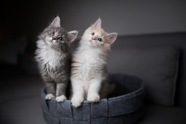 Why is My Cat Drinking a Lot of Water? Great Pet Care