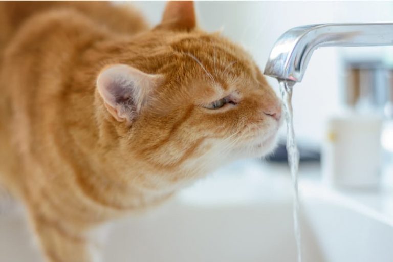 Can A Cat Drink Too Much Water