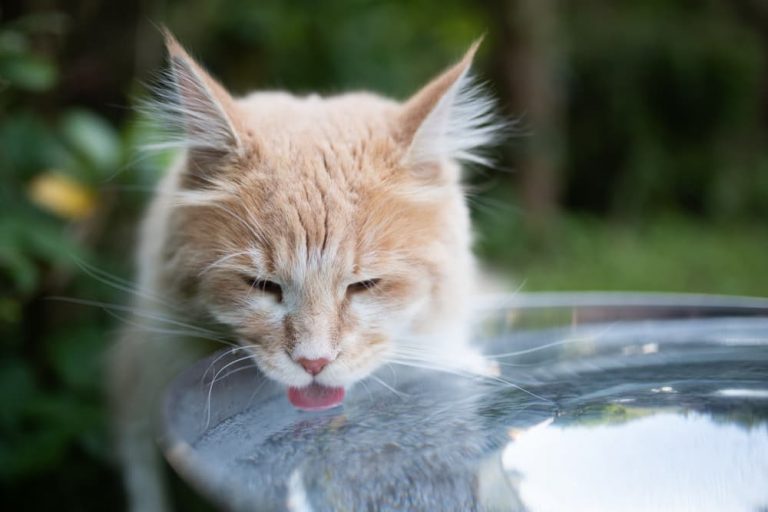 Cat drinking water from outdoor bowl