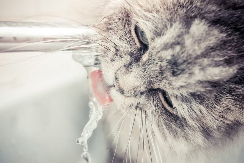 Why is My Cat Drinking a Lot of Water? Great Pet Care
