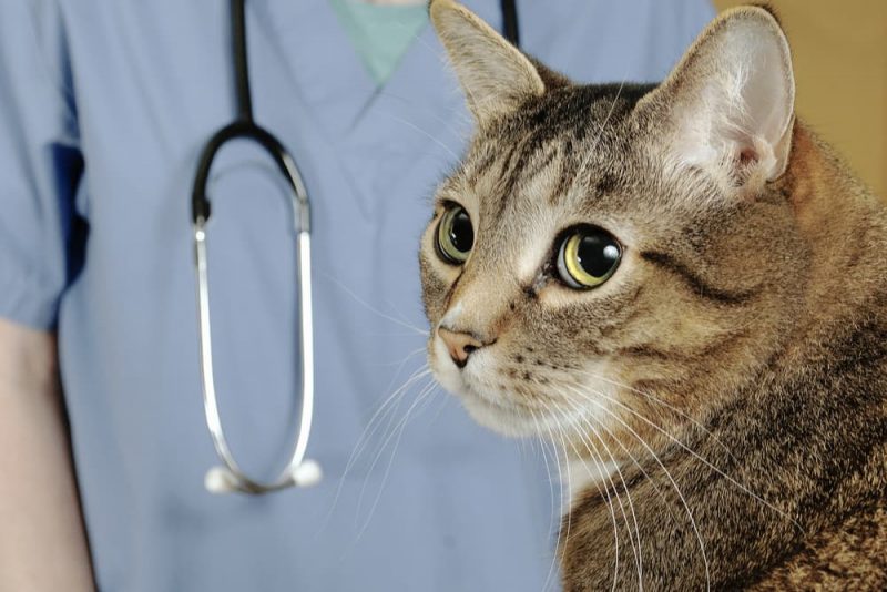 Cat Eye Infection Symptoms and Treatment Options Great Pet Care
