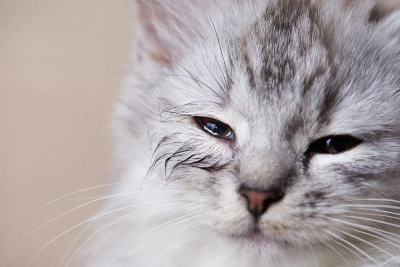 Cat Eye Infection Symptoms and Treatment Options Great Pet Care