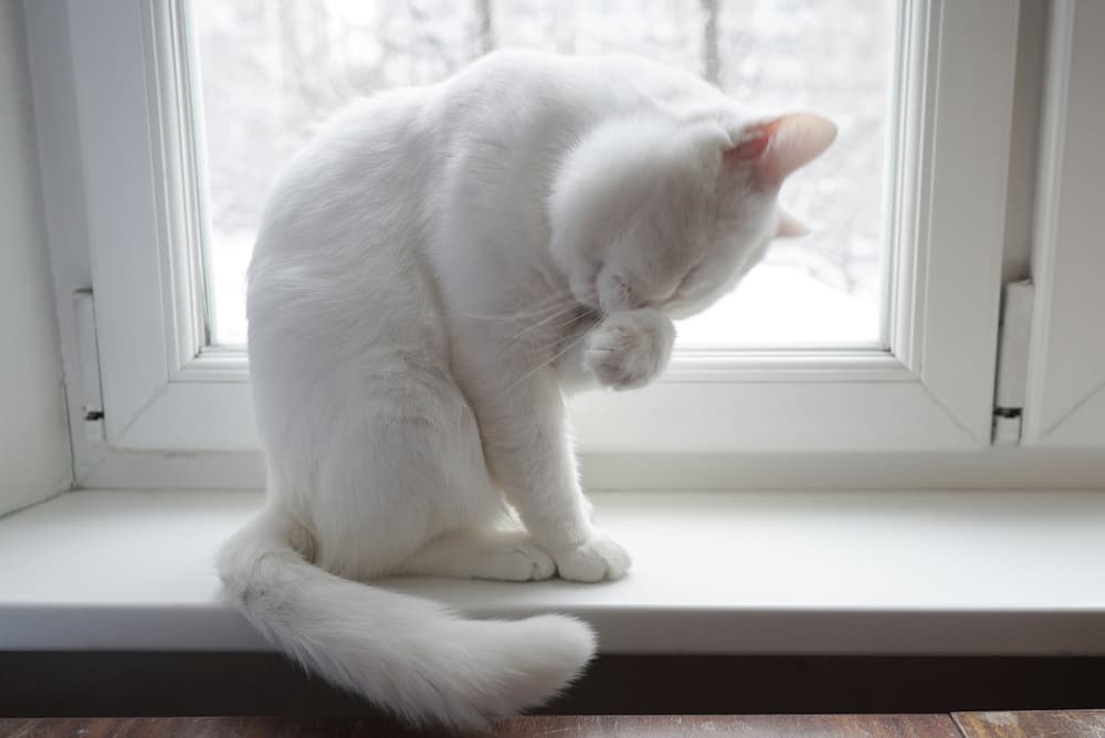 Cat rubbing eyes sitting on a windowsill