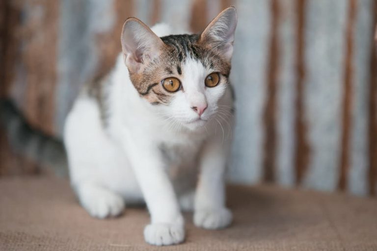 Are Flea Collars Safe for Cats? Great Pet Care