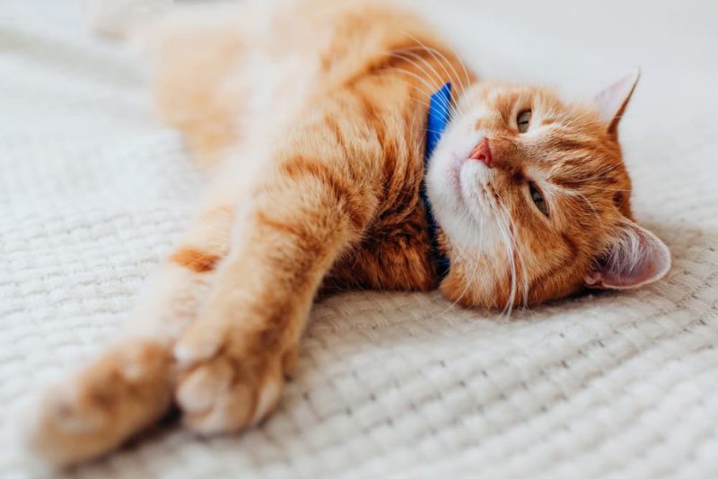 Are Flea Collars Safe for Cats? Great Pet Care