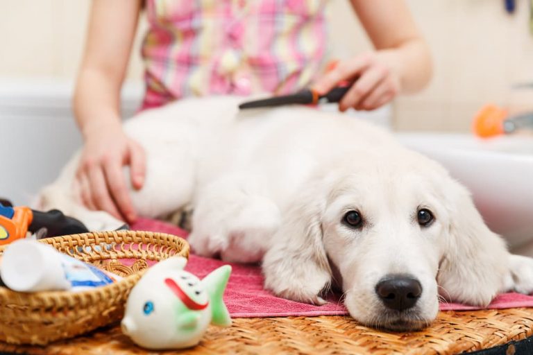 Owner using comb to brush dog