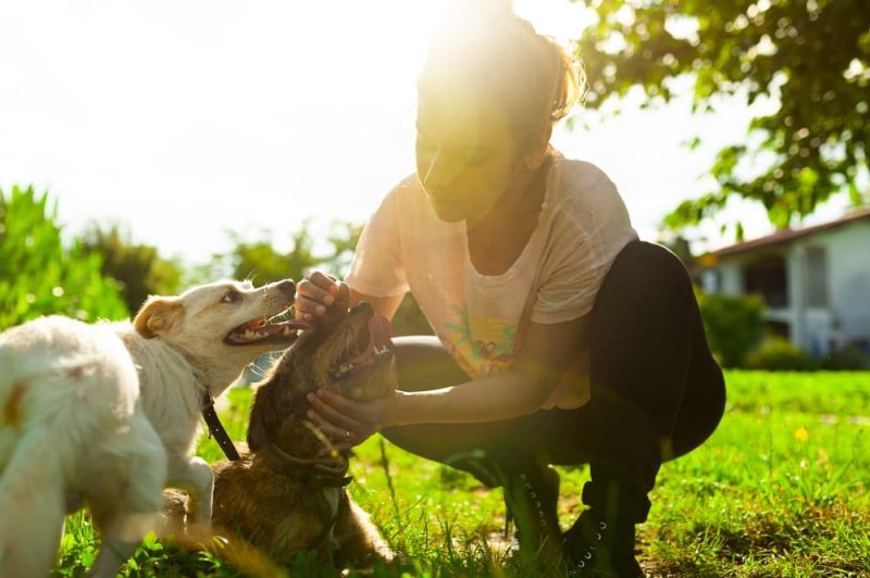 Flea Comb for Dogs How to Use One Great Pet Care