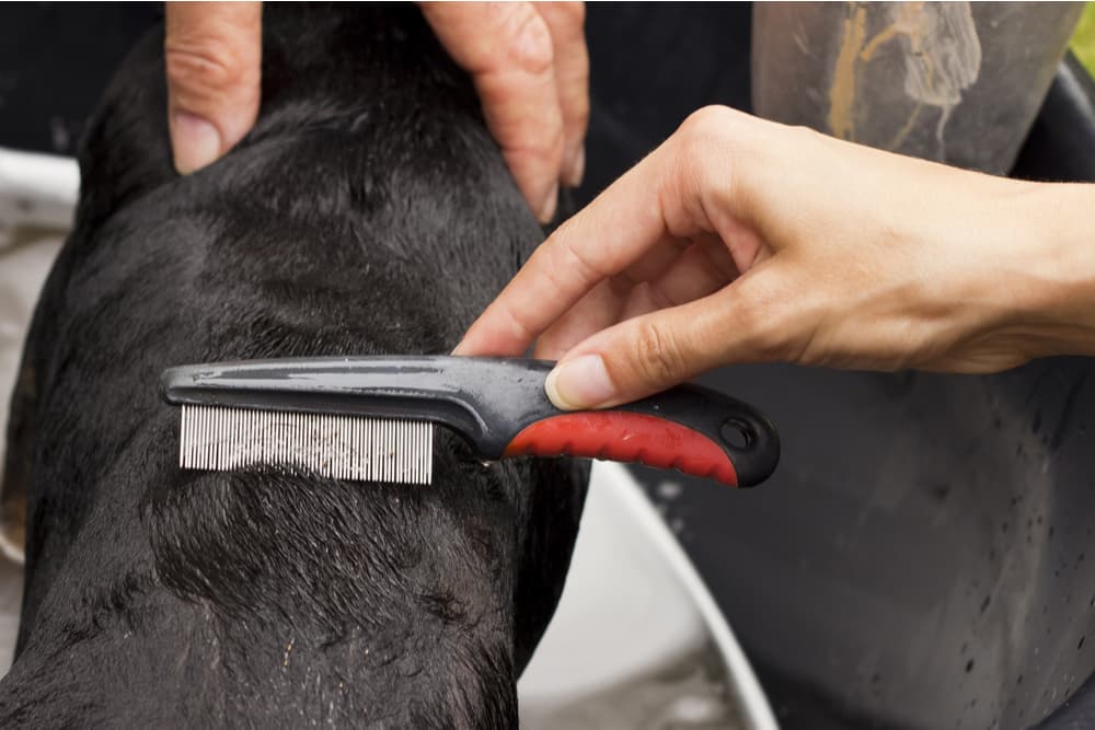 Dog comb shop that kills fleas