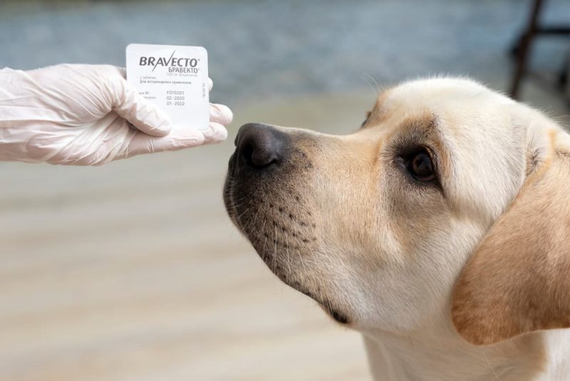 Best Flea Medicine for Dogs VetApproved Options Great Pet Care