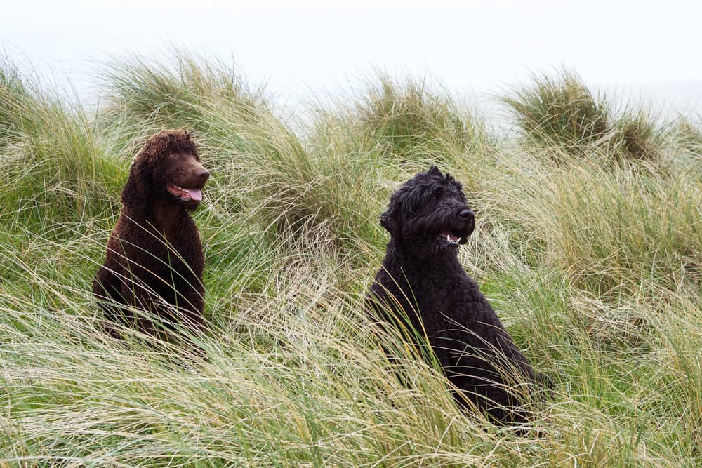 Two Irish water spaniel dogs in the dunes