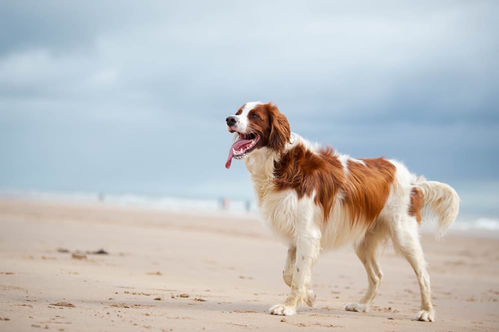 Irish Red and White Setter