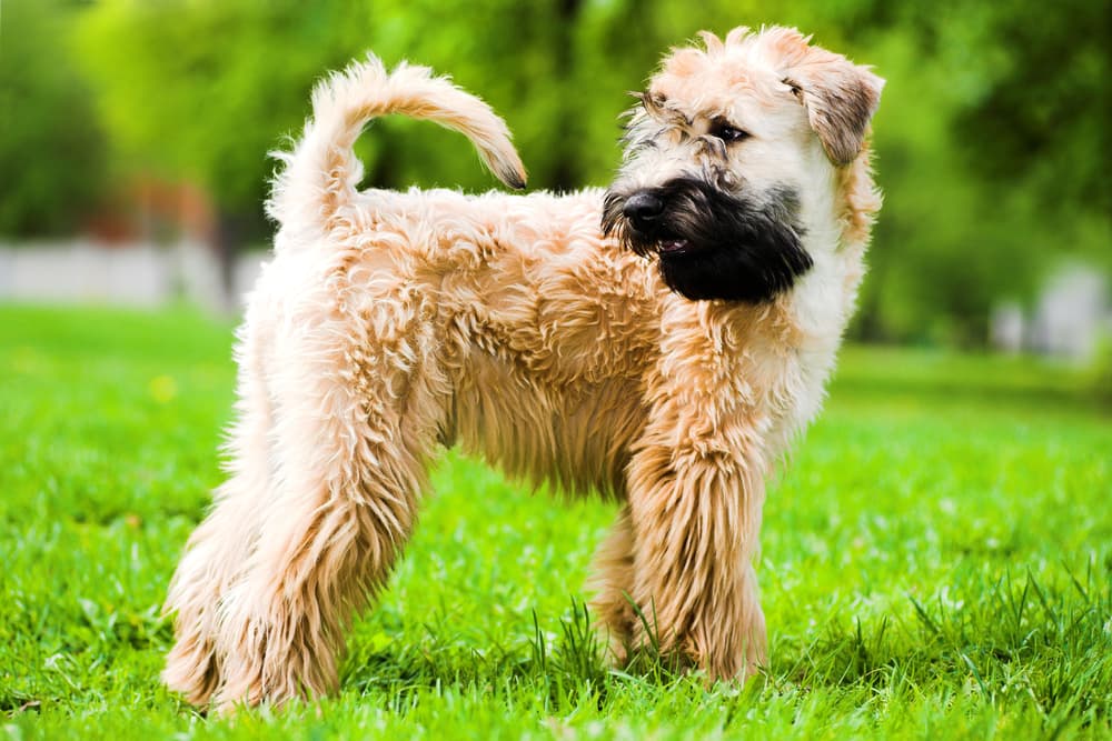 Soft Coated Wheaten Terrier