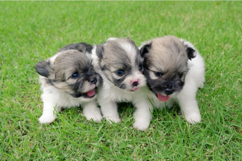 When Do Puppies Lose Their Baby Teeth? Great Pet Care