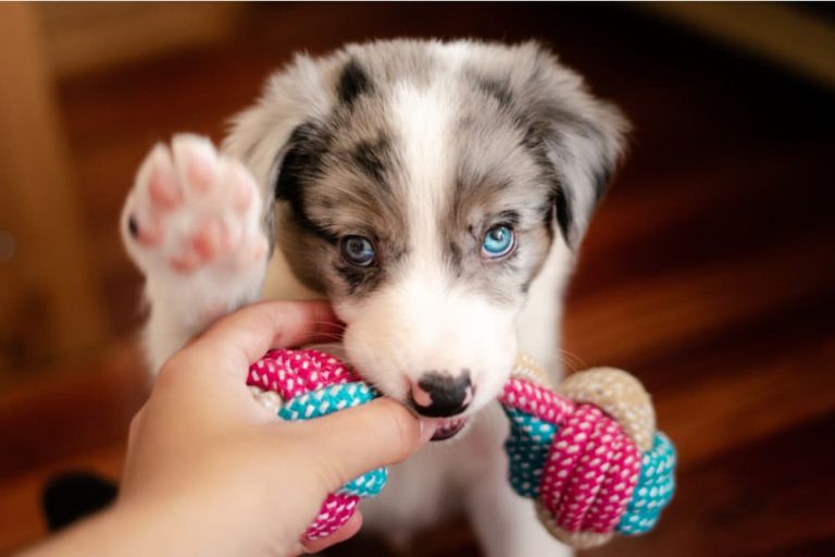 When Do Puppies Lose Their Baby Teeth? Great Pet Care