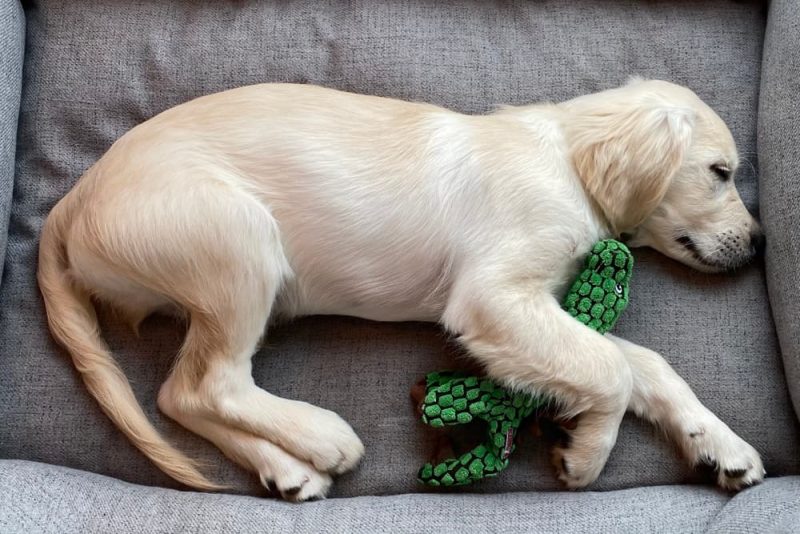 When Do Puppies Lose Their Baby Teeth? Great Pet Care