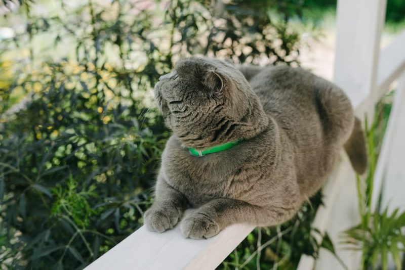 Are Flea Collars Safe for Cats? Great Pet Care