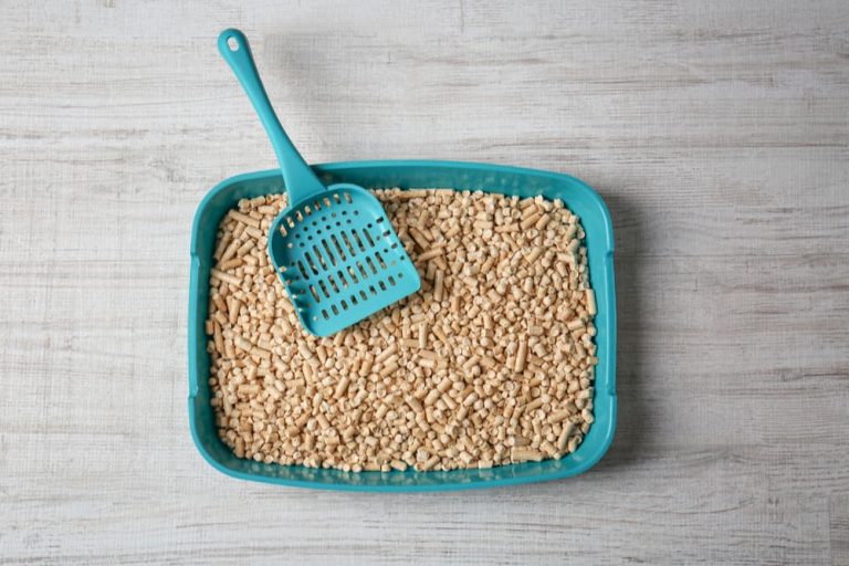 Best Cat Litter for Odor Control 9 Top Picks Great Pet Care