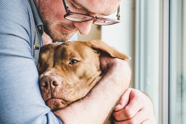 How to Crate Train an Older Dog Great Pet Care