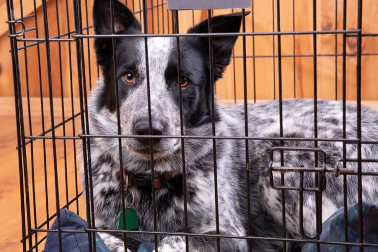 How to Crate Train an Older Dog Great Pet Care