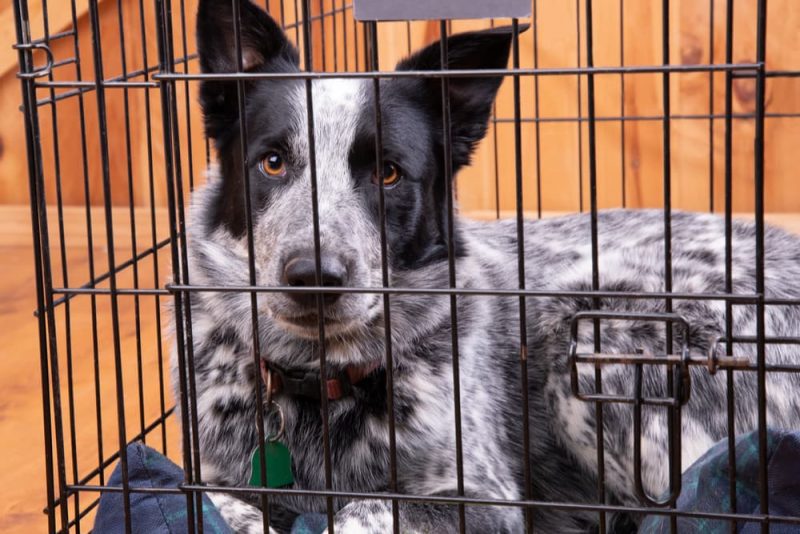 How to Crate Train an Older Dog Great Pet Care