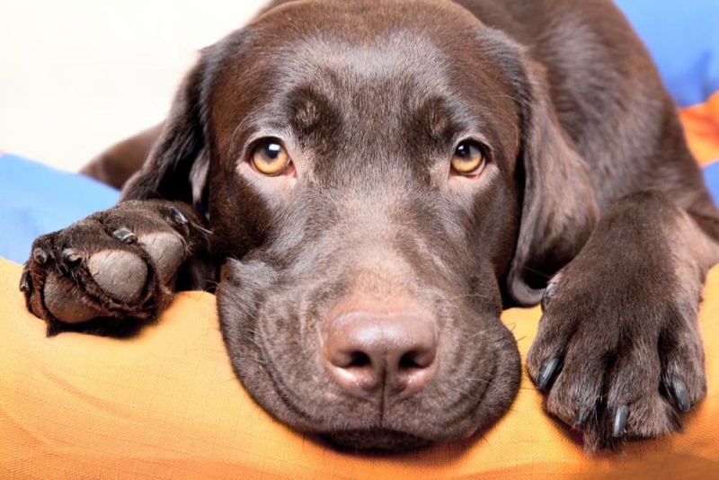 Why Do Dogs Chew Their Paws and Nails? Great Pet Care