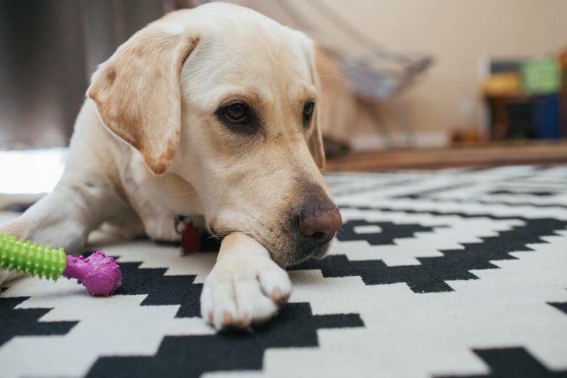 Why Do Dogs Chew Their Paws and Nails? Great Pet Care