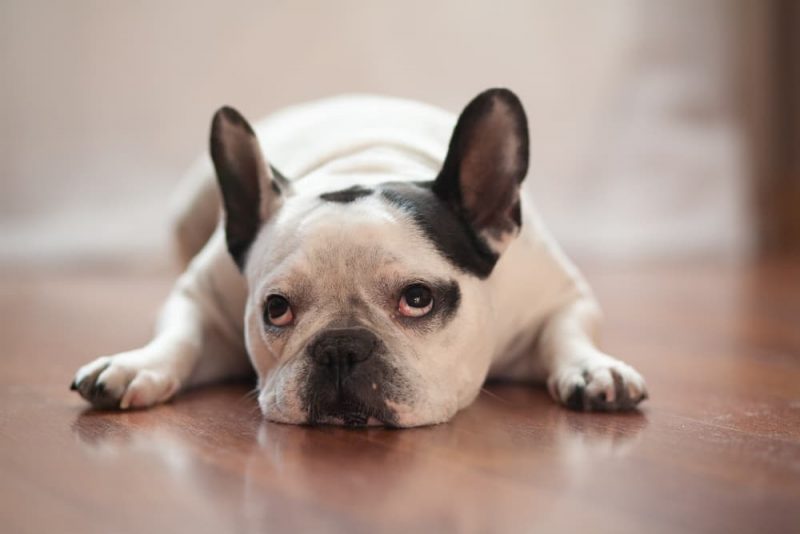 Why Do Dogs Chew Their Paws and Nails? Great Pet Care